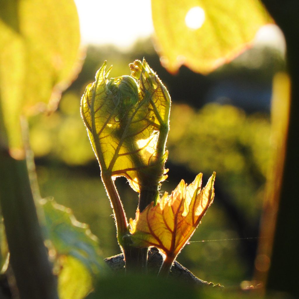 Lincoln+Peak+Vineyard+new+shoot+sq | Swift House Inn